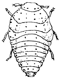 Vastatrix